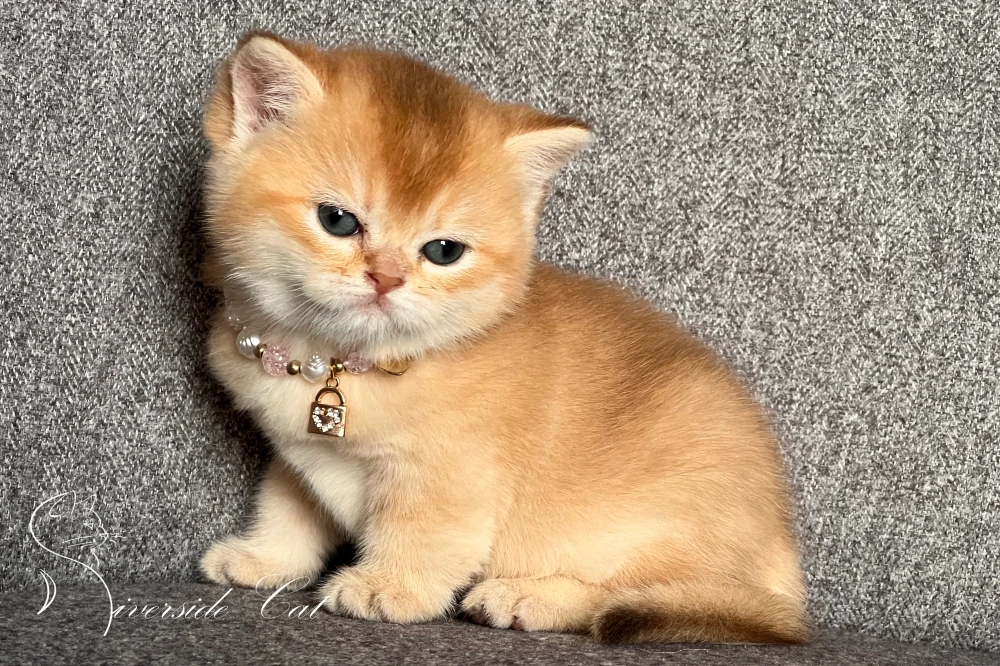 Skót állófülű macska - Chocolate Golden Shaded színnel