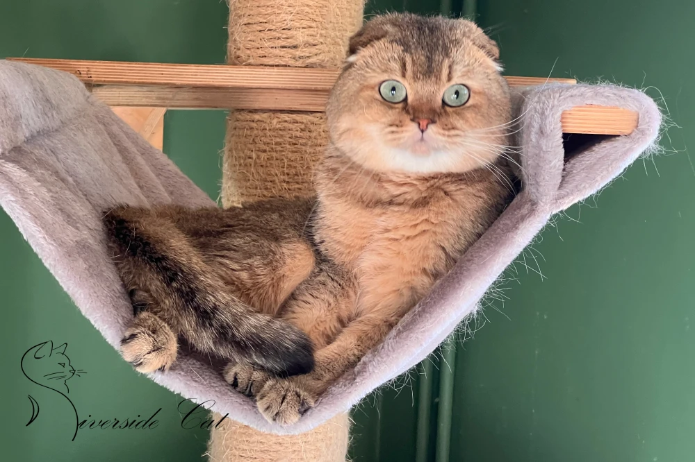 Skót lógófülű macska - Black Golden Ticked Tabby színnel