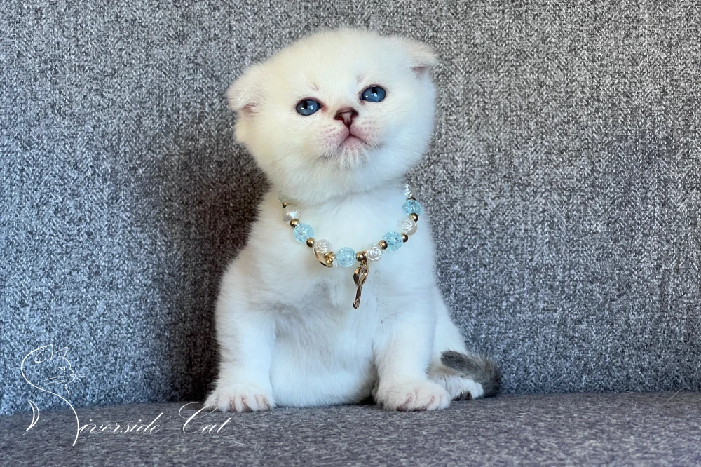 Skót lógófülű macska - Chocolate Golden Shaded Point színnel