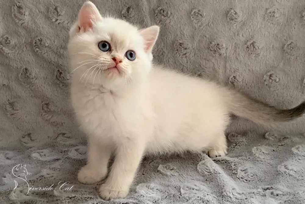 Brit macska - Blue Golden Shaded Point színnel