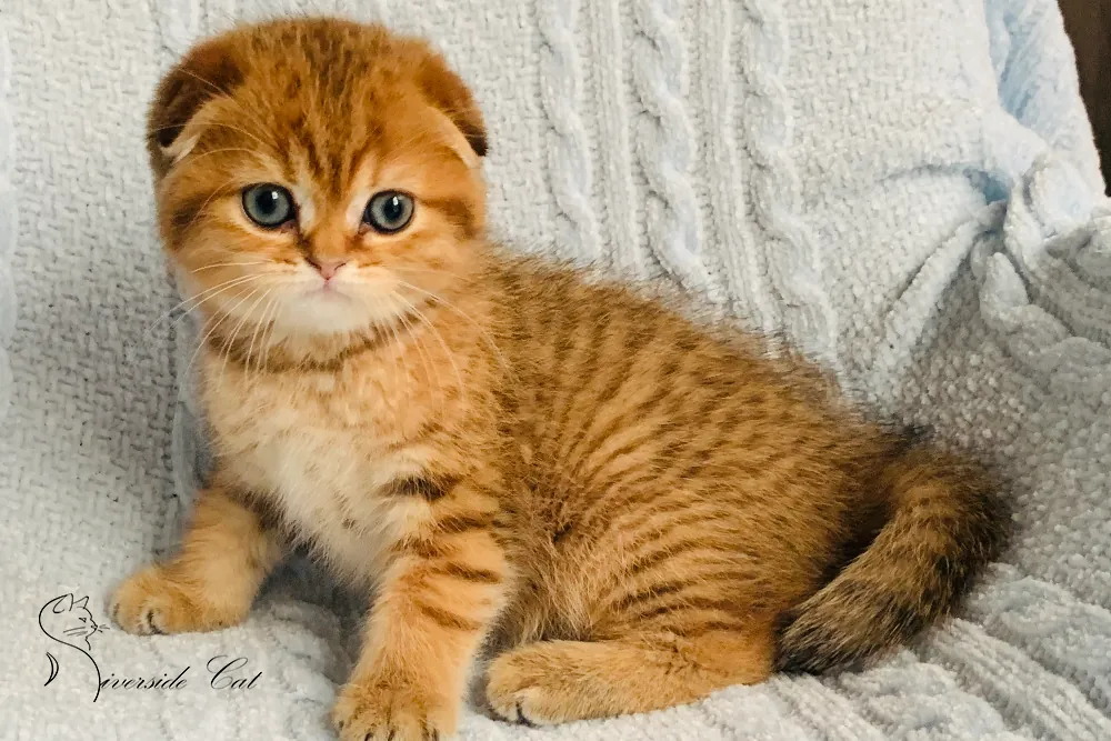 Skót lógófülű macska - Black Golden Shaded színnel