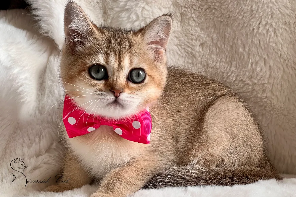 Brit macska - Black Golden Shaded színnel