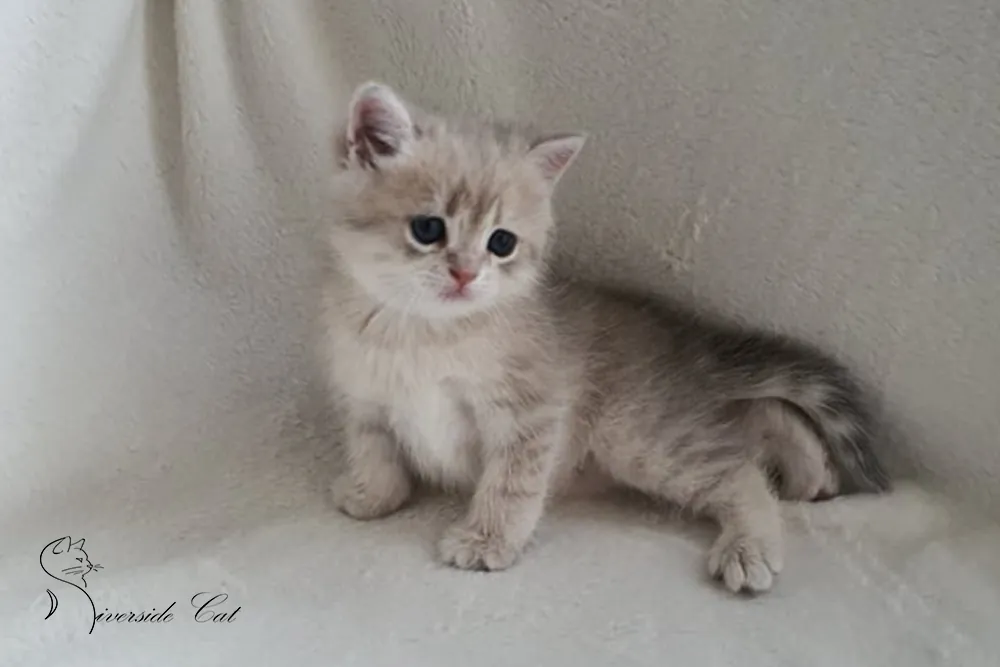 Brit macska - Blue Golden Shaded színnel