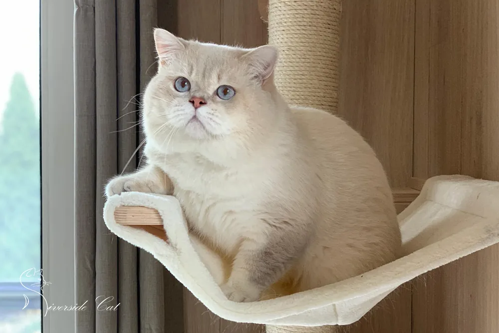 Brit macska - Lilac Golden Shaded Point színnel