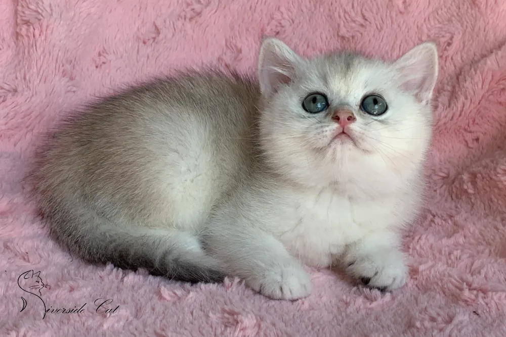 Brit macska - Black Silver Shaded színnel