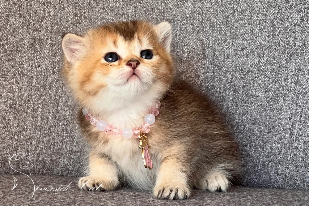 Brit rövidszőrű macska - Black Golden Shaded színnel