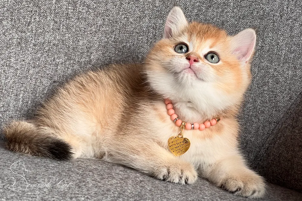 Skót állófülű macska - Black Golden Shaded színnel