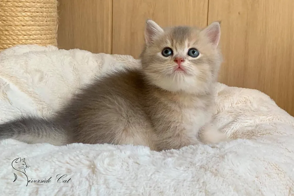 Brit macska - Blue Golden Shaded színnel