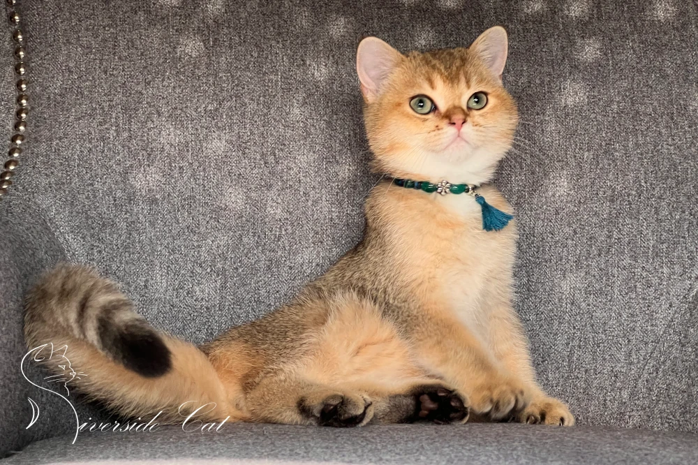 Skót állófülű macska - Black Golden Shaded színnel