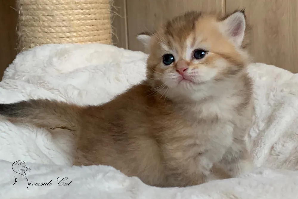 Brit macska - Black Golden Ticked Tabby színnel