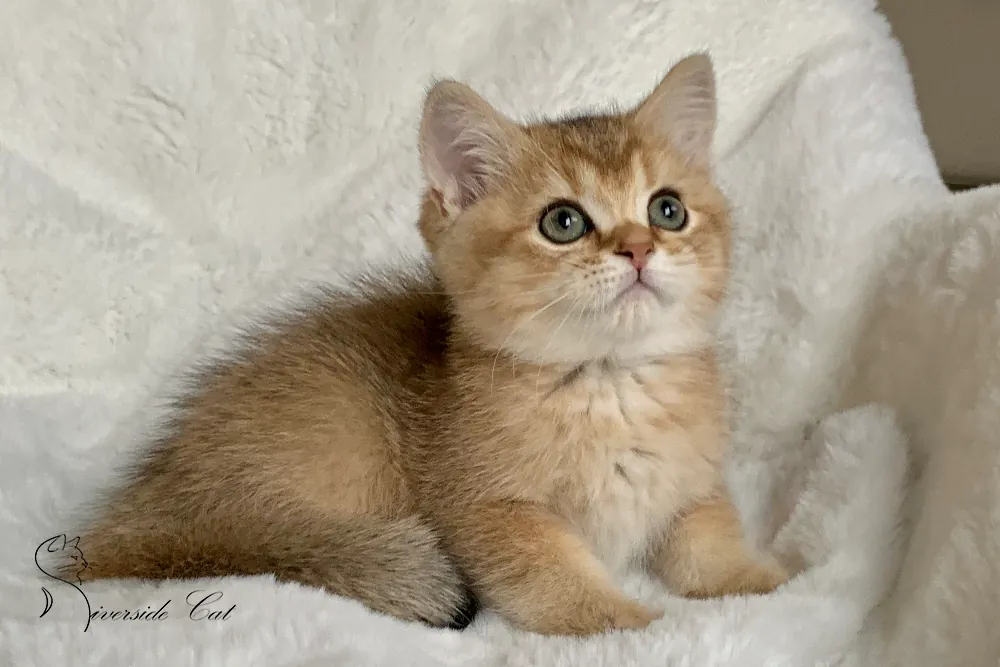 Brit macska - Black Golden Shaded színnel