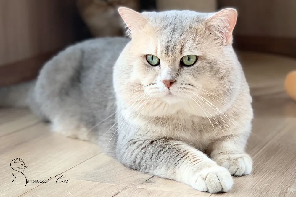 Brit macska - Blue Golden Shaded színnel