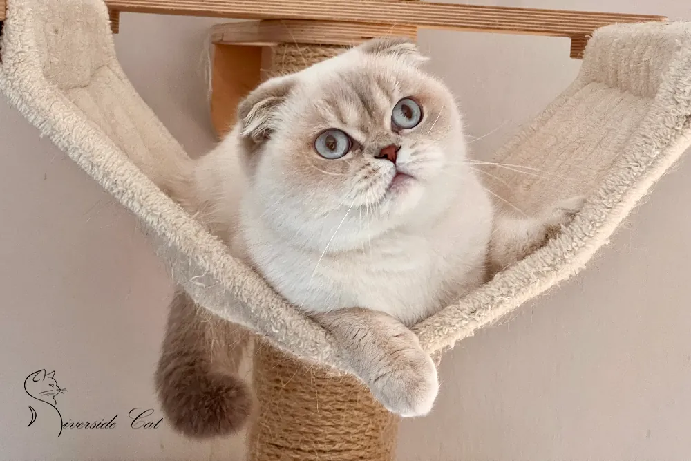 Skót lógófülű macska - Lilac Golden Shaded Point színnel