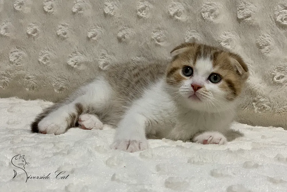 Skót lógófülű macska - Chocolate Van Spotted Tabby színnel
