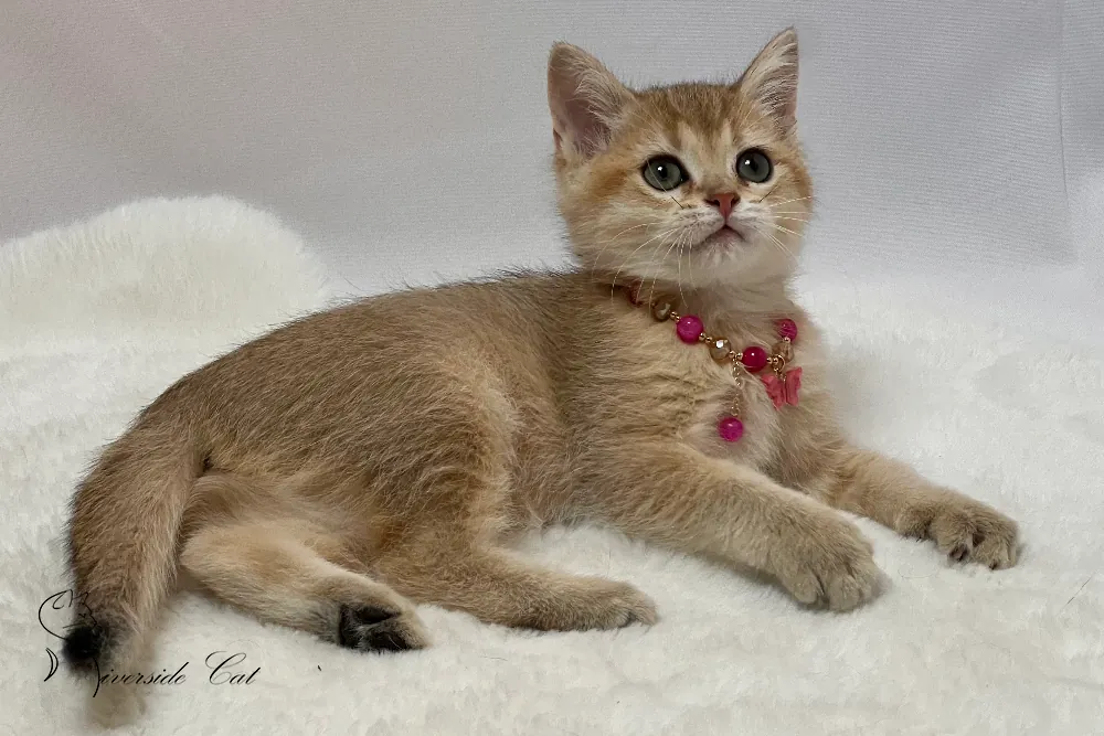 Brit macska - Black Golden Shaded színnel