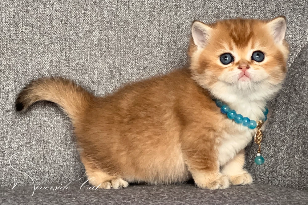 Skót állófülű macska - Chocolate Golden Shaded színnel