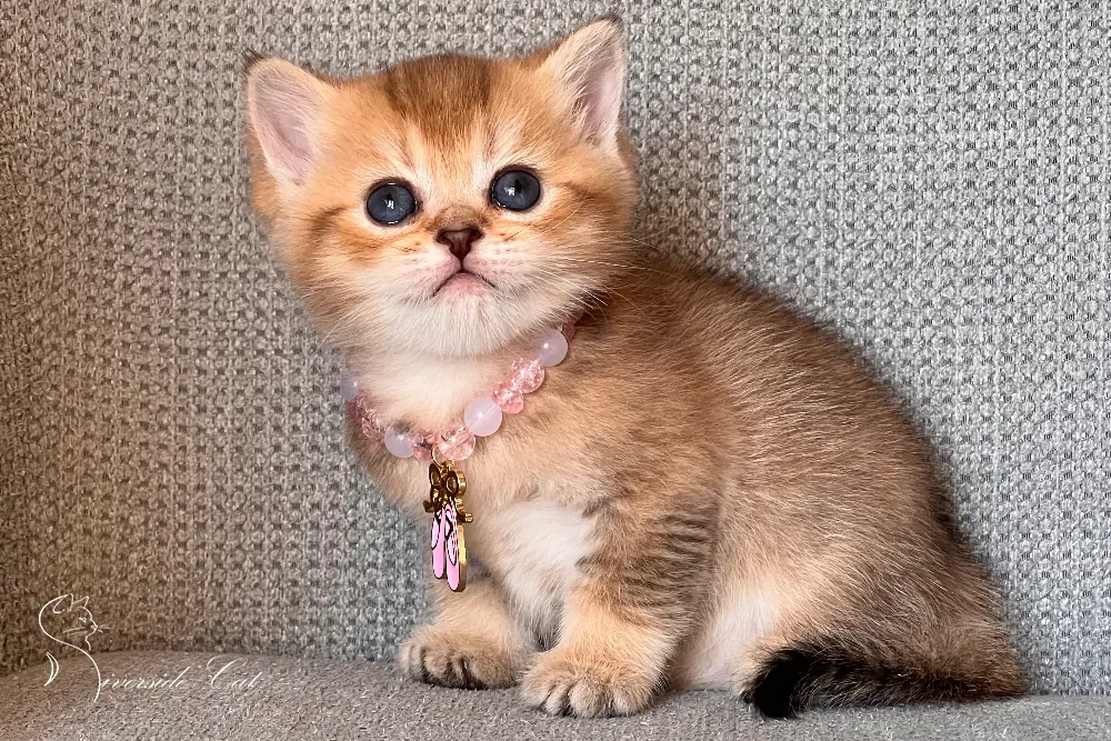 Brit macska - Black Golden Shaded színnel