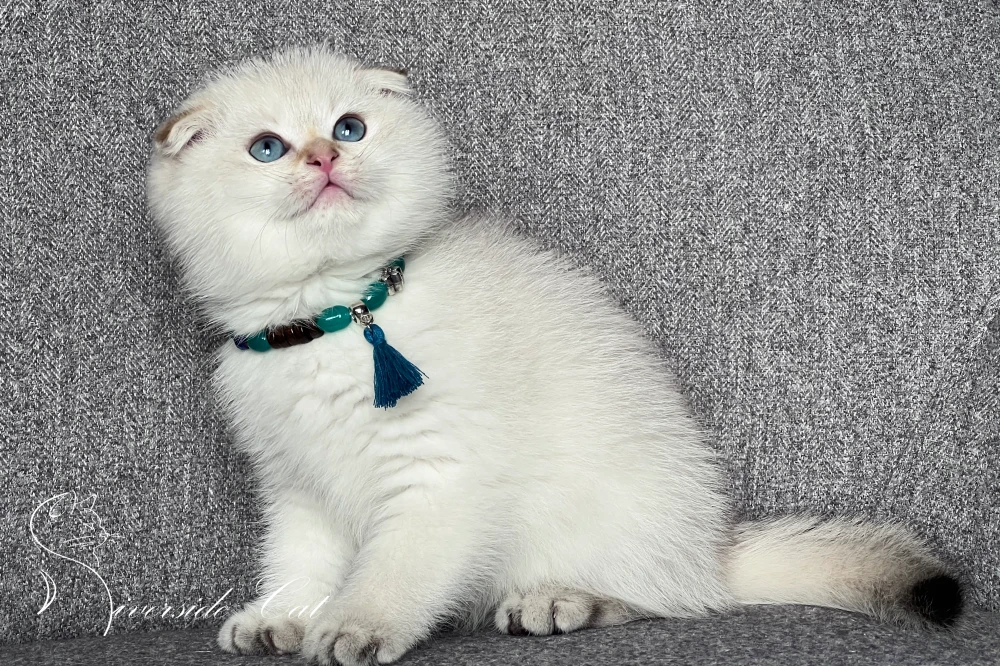 Skót lógófülű macska - Black Golden Shaded Point színnel