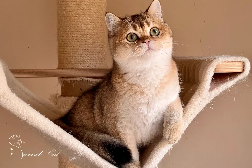 Brit macska - Black Golden Shaded színnel