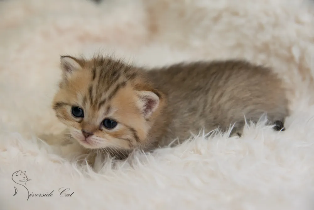 Brit macska - Black Golden Mackerel Tabby színnel