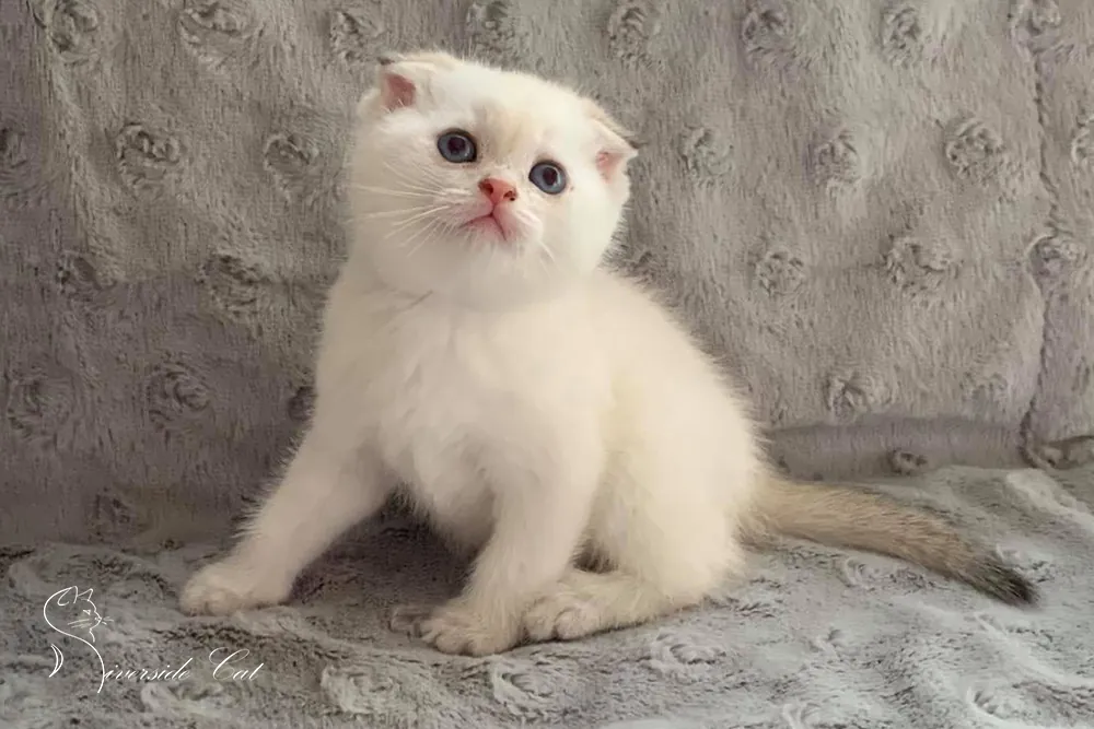 Skót lógófülű macska - Black Golden Shaded Point színnel