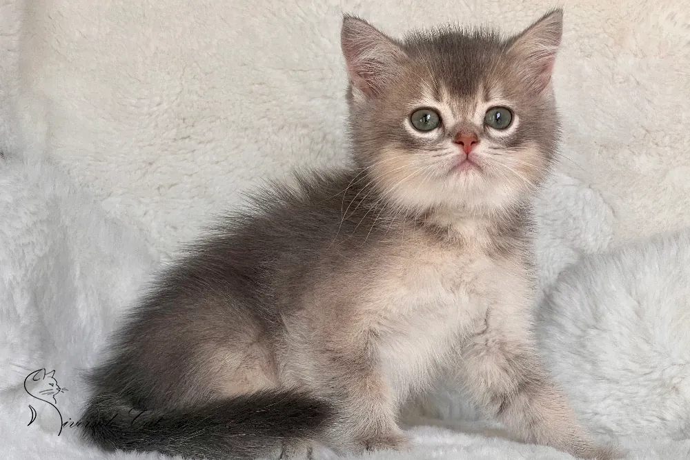 Brit macska - Blue Golden Shaded színnel