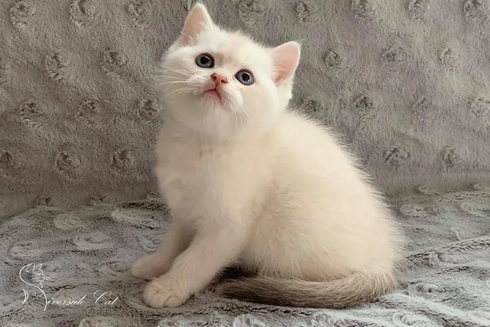 Skót állófülű macska - Blue Golden Shaded Point színnel