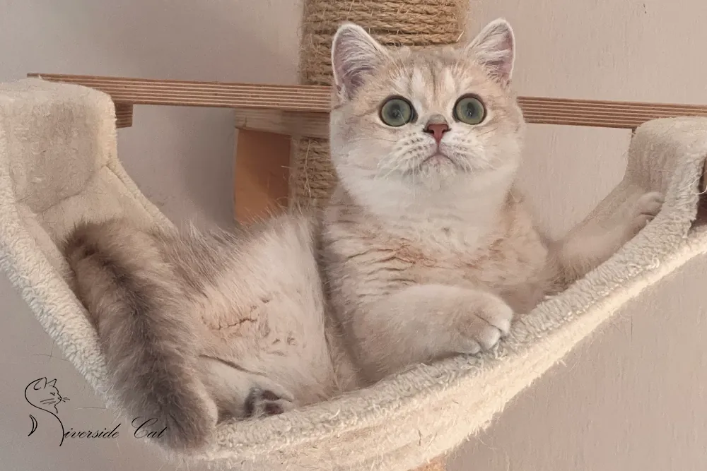 Skót állófülű macska - Lilac Golden Shaded színnel