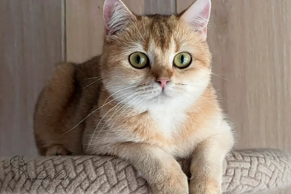 Skót állófülű macska - Black Golden Shaded színnel