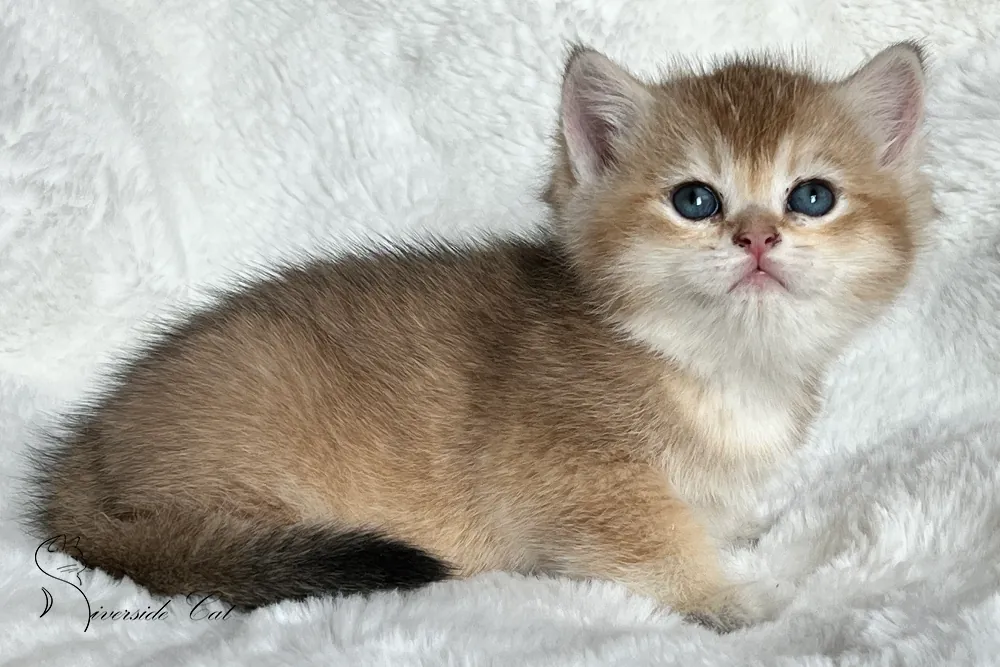 Brit macska - Black Golden Shaded színnel