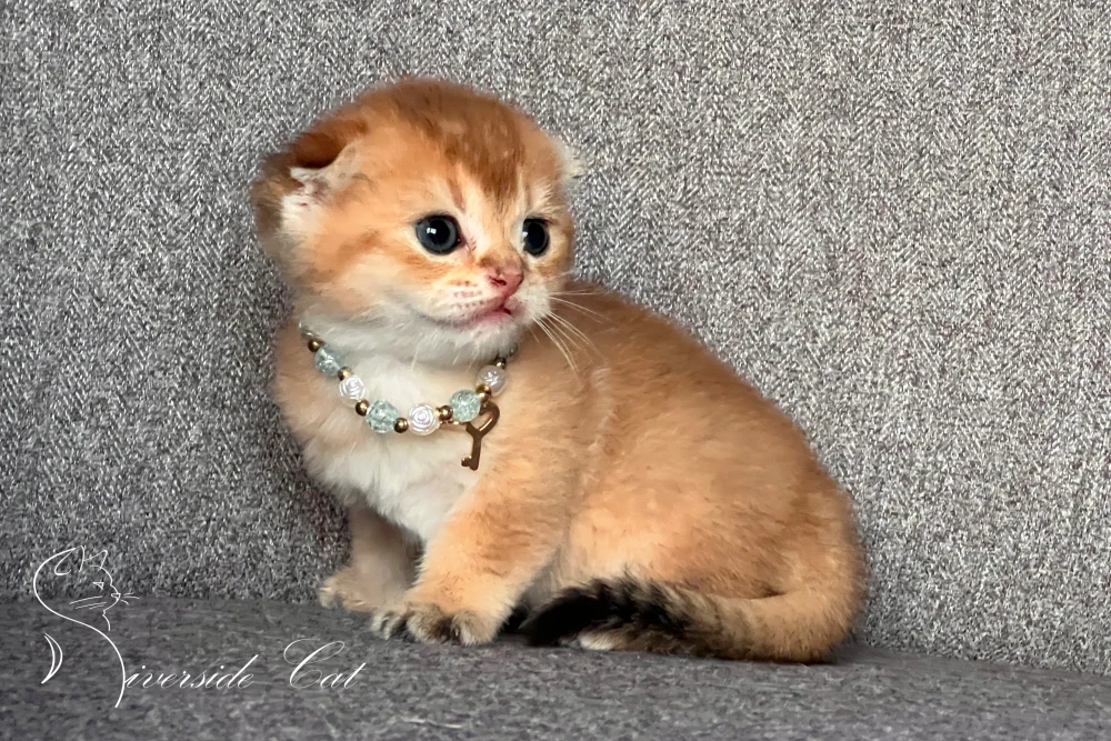 Skót lógófülű macska - Chocolate Golden Shaded színnel