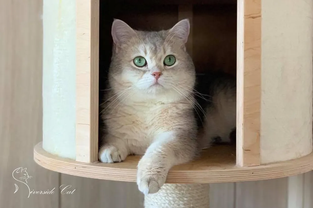 Brit rövidszőrű macska - Blue Golden Shaded színnel