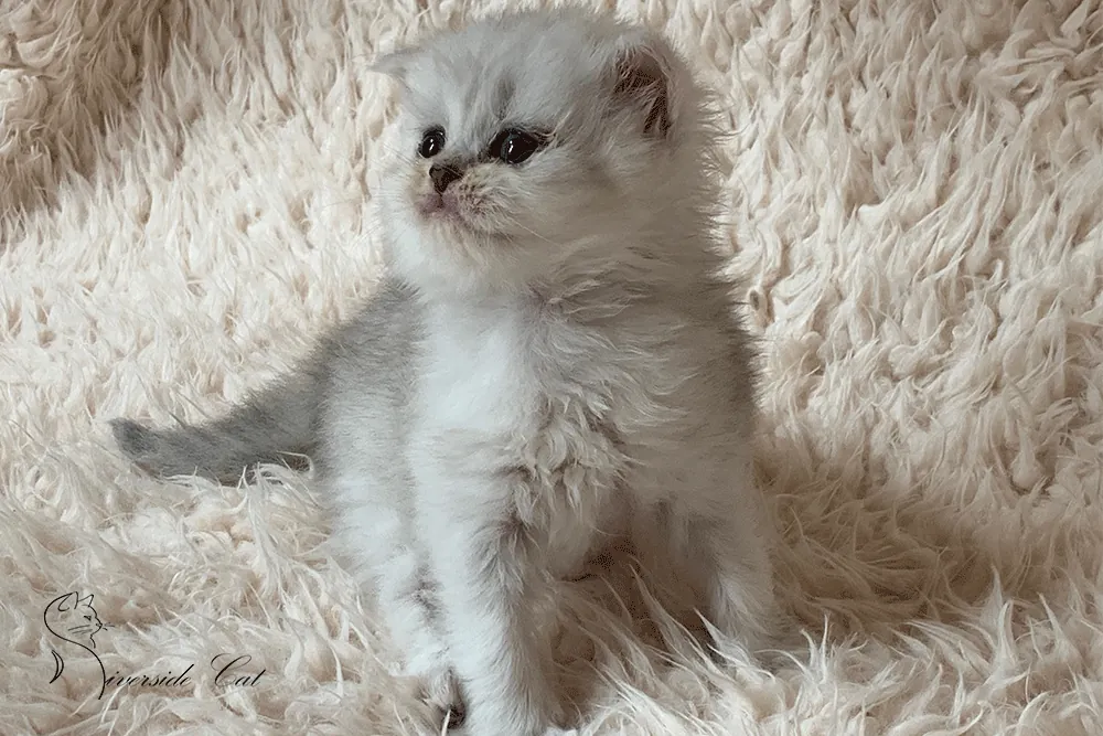 Brit macska - Black Silver Shaded színnel