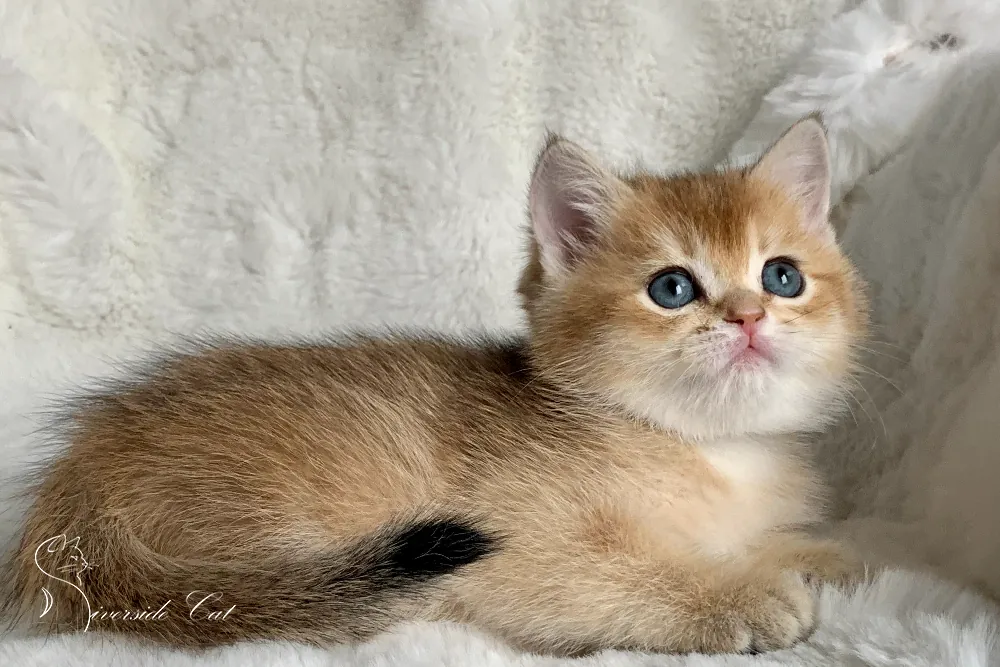 Brit macska - Black Golden Shaded színnel