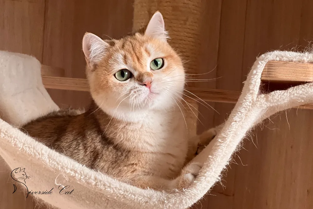 Brit macska - Black Golden Shell színnel