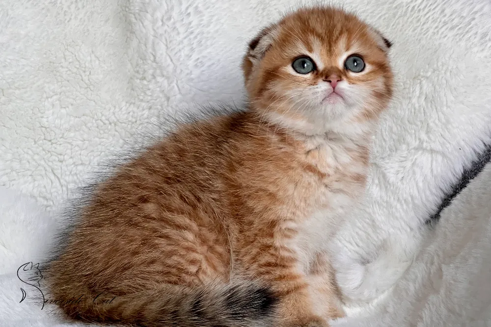 Skót lógófülű macska - Black Golden Mackerel Tabby színnel