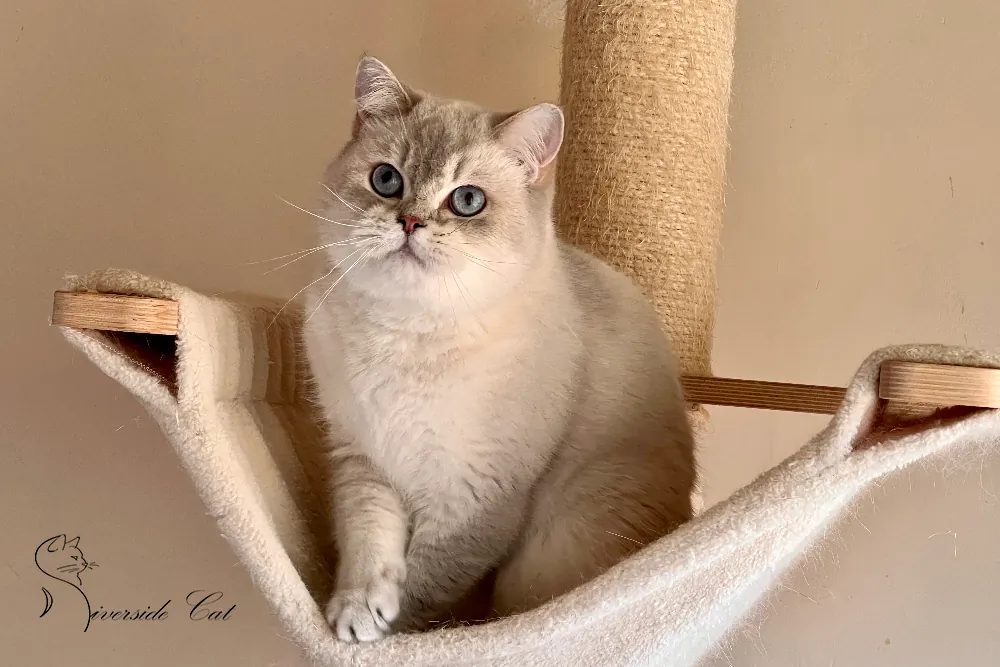 Brit macska - Blue Golden Tabby Point színnel