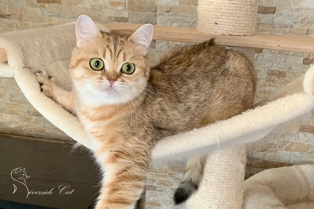 Brit macska - Black Golden Mackerel Tabby színnel