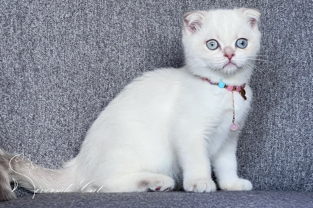 Skót lógófülű macska - Lilac Golden Tabby Point színnel