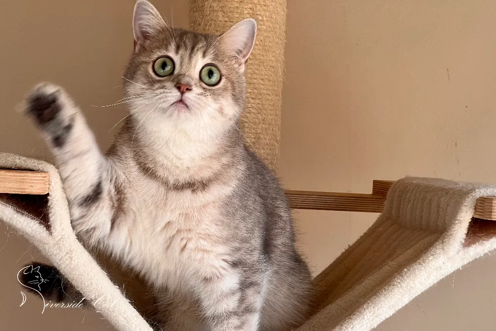 Brit macska - Blue Golden Mackerel Tabby színnel