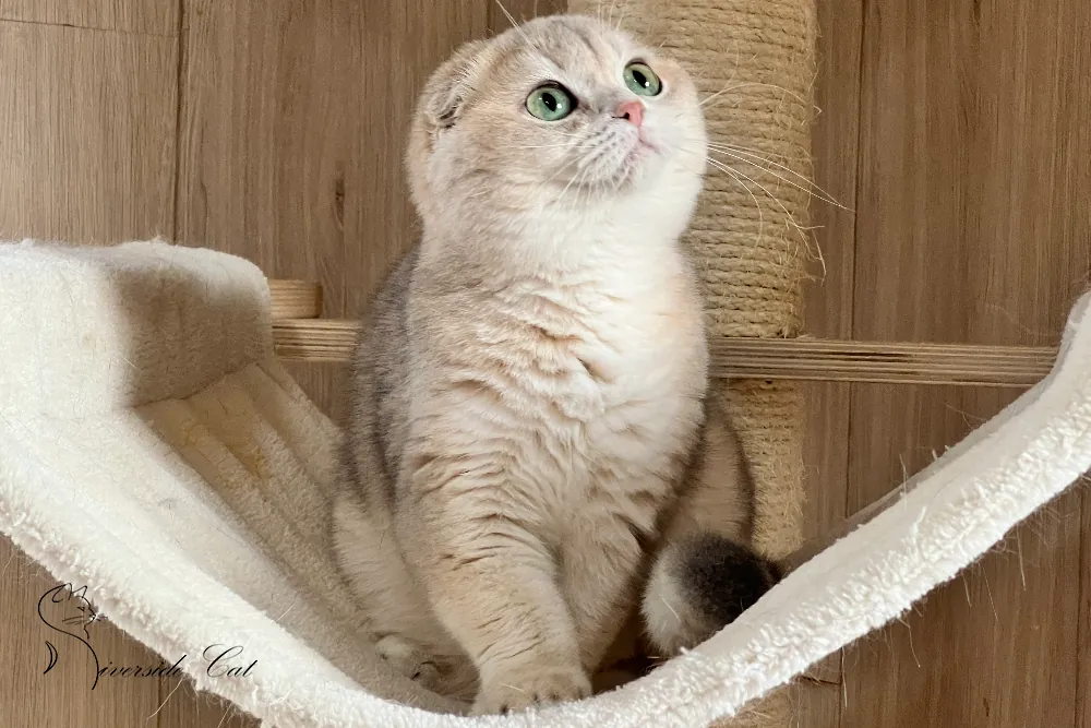 Skót lógófülű macska - Blue Golden Shaded színnel