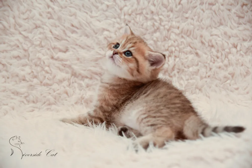 Brit macska - Black Golden Mackerel Tabby színnel