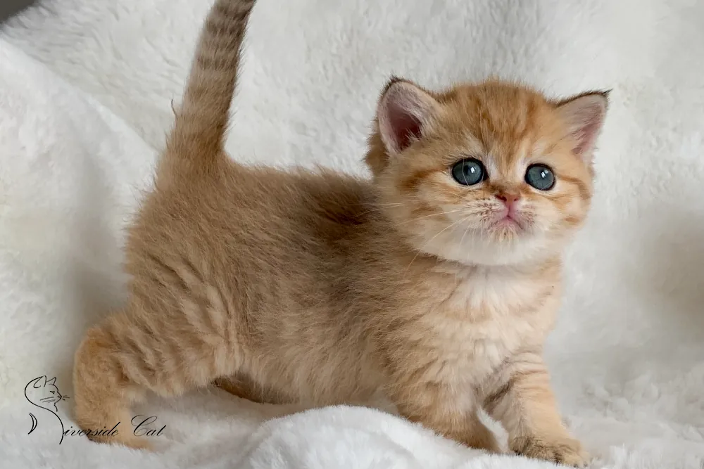 Skót állófülű macska - Chocolate Golden Mackerel Tabby színnel