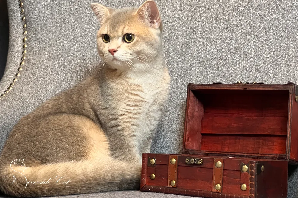 Skót állófülű macska - Blue Golden Shaded színnel