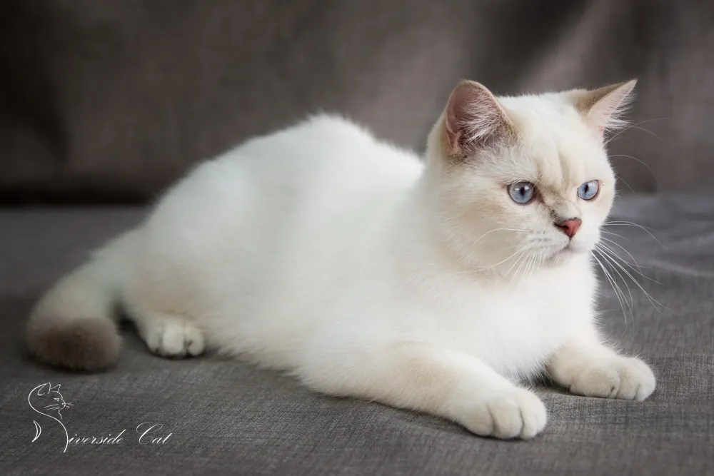 Brit macska - Lilac Golden Shaded Point színnel