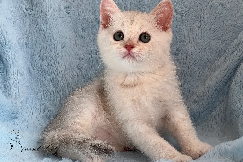 Brit macska - Blue Silver Shaded színnel