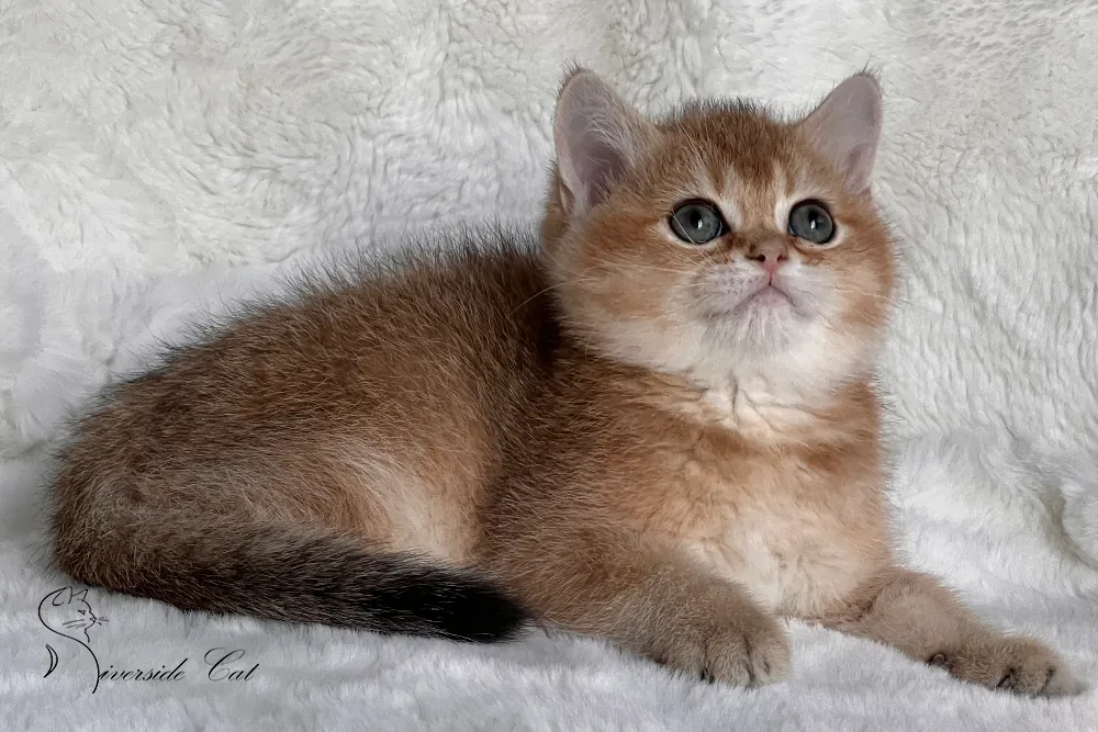 Brit macska - Black Golden Shaded színnel