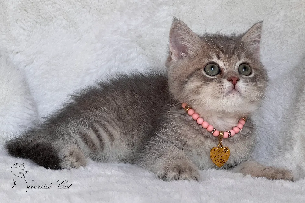 Brit macska - Blue Golden Mackerel Tabby színnel