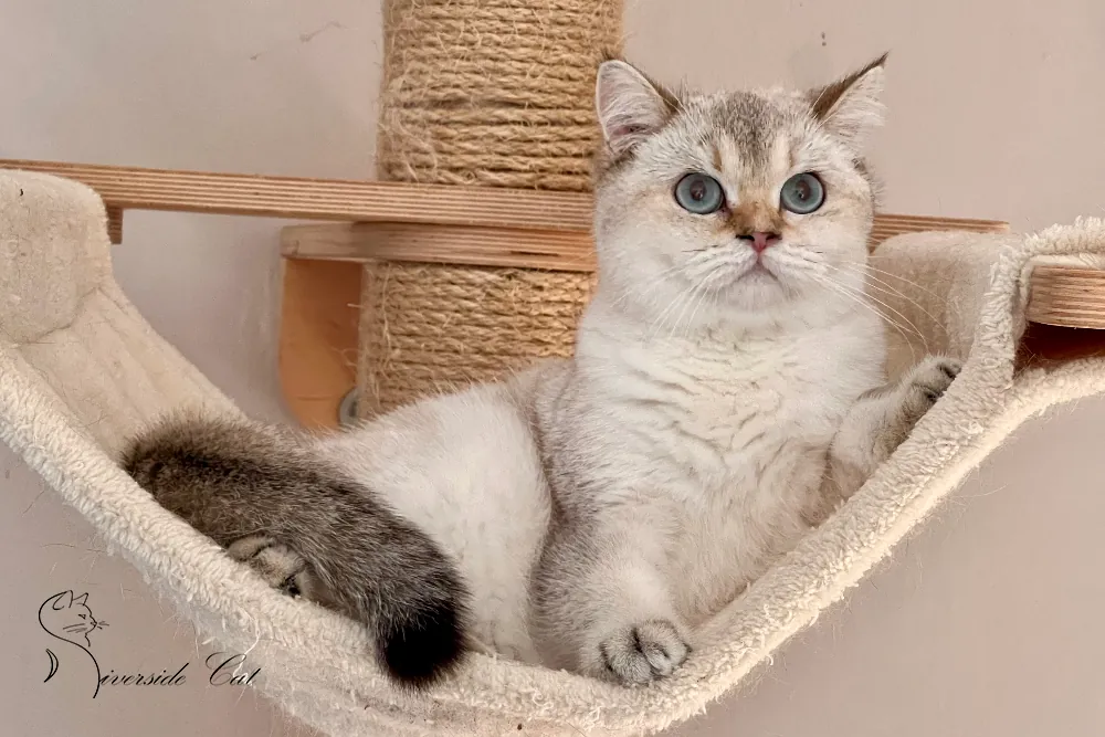 Skót állófülű macska - Black Golden Tabby Point színnel