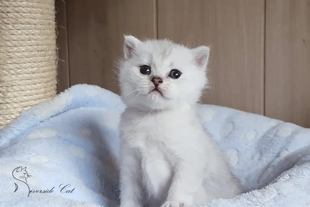 Brit macska - Black Silver Shaded színnel